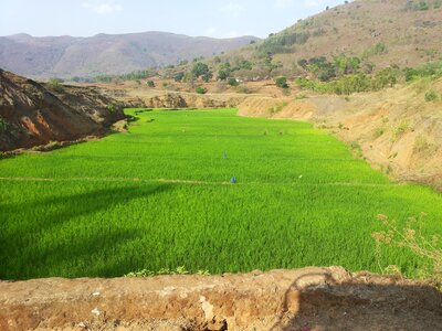 Green scenery agricultural photo