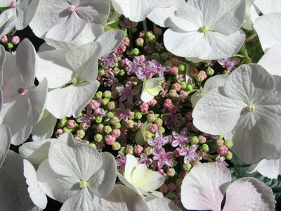 Fresh garden romantic