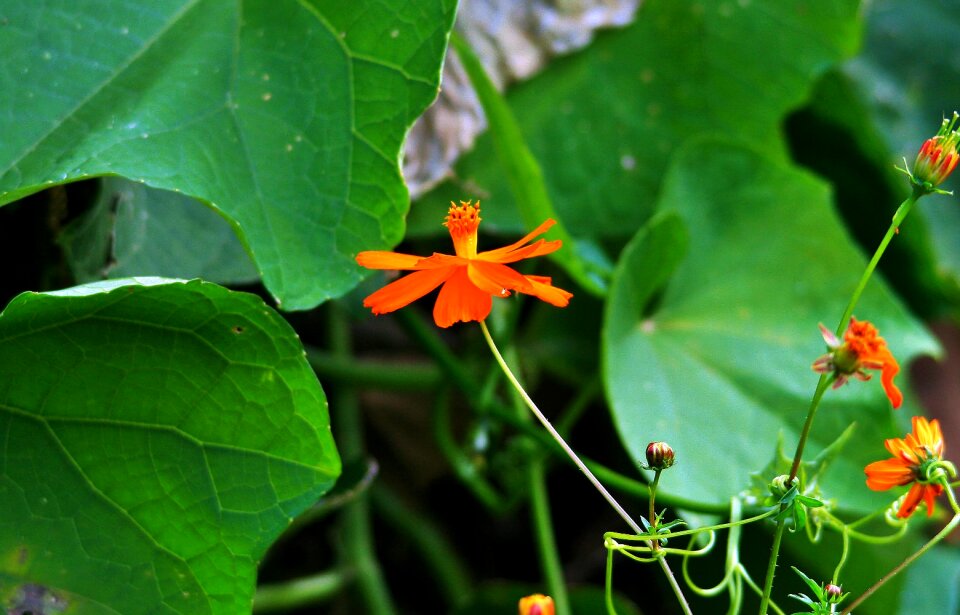 Orange dainty leaves