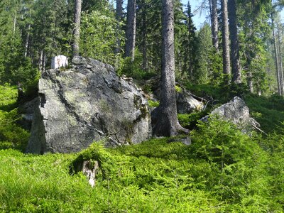 Nature forest mountain