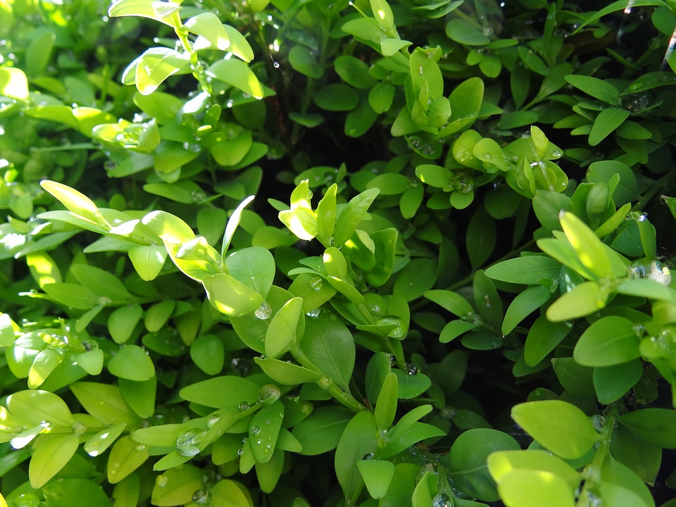 Nature plant leaves