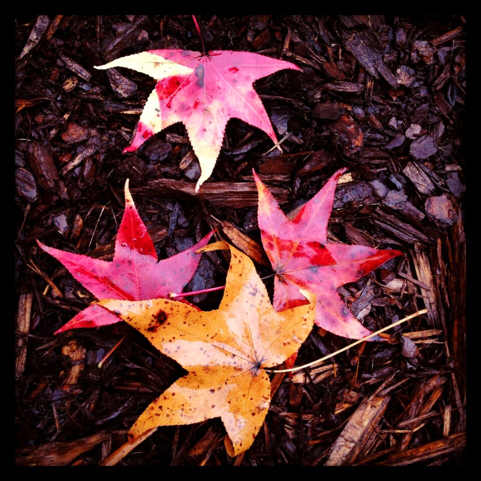 Color nature maple