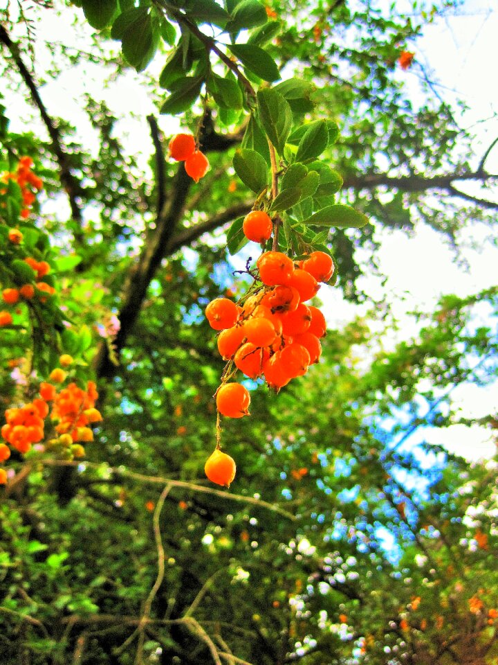 Berries seeds orange
