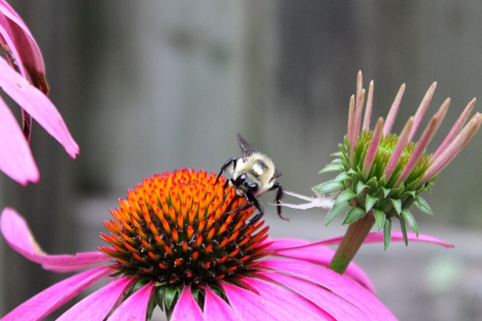 Healthy pollination flower