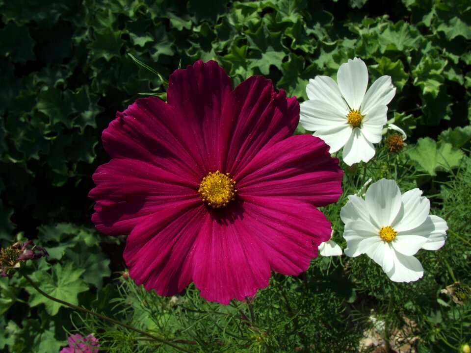 Flowers red white