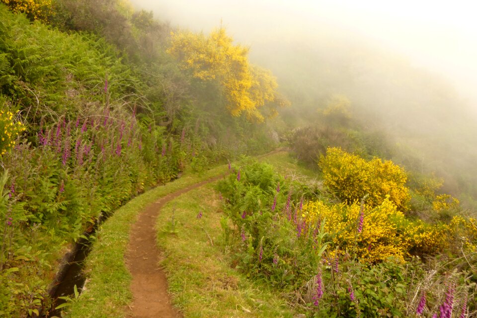 Trail clouds fog