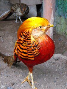 Exotic animals birds Free photos