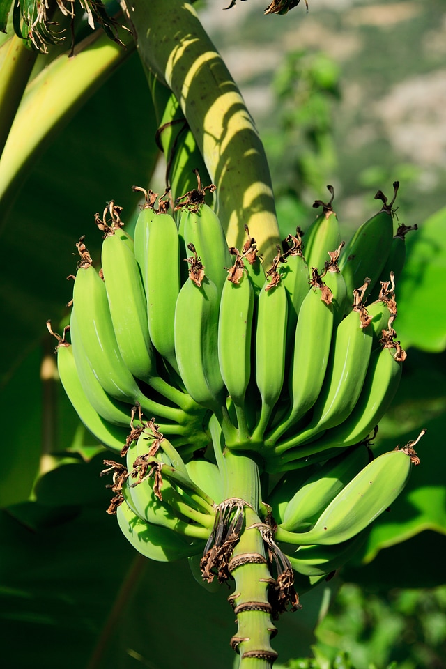 Food fresh fruit photo