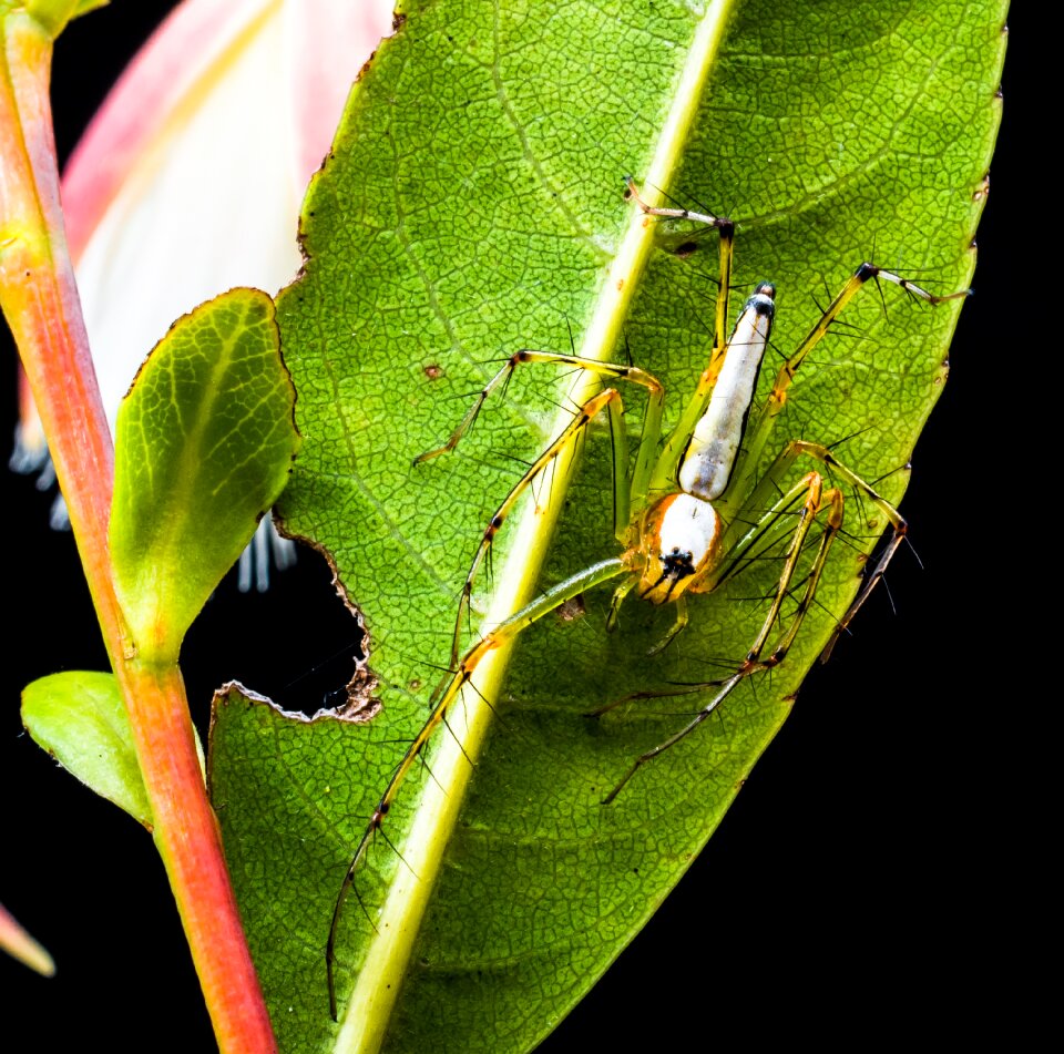 Arachnid insect close up photo