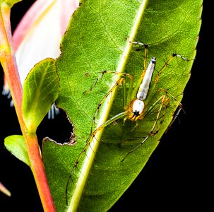 Arachnid insect close up photo