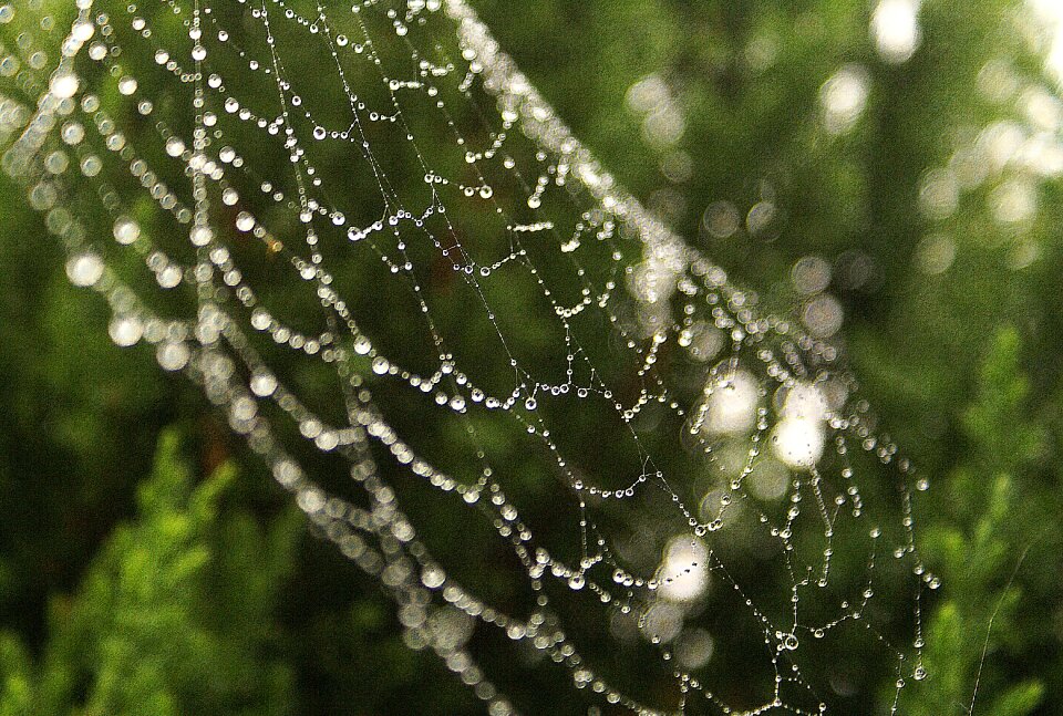 The delicacy sharpness nature