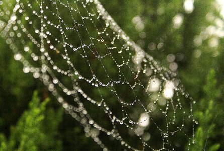 The delicacy sharpness nature