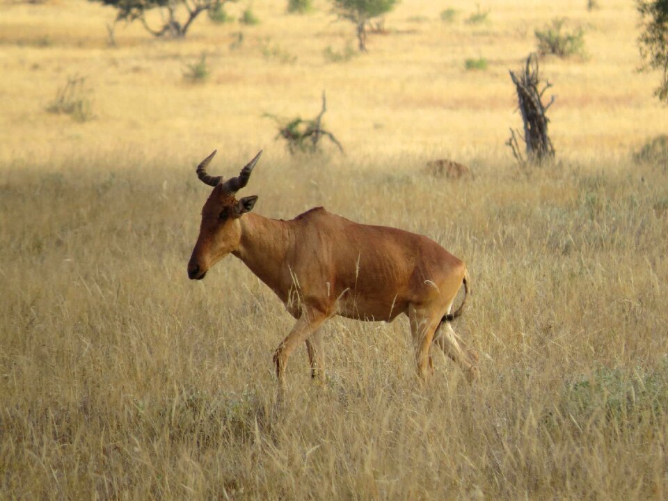 Wildlife nature animal