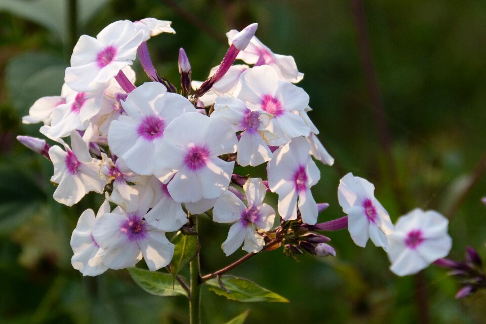 White pink blossom photo