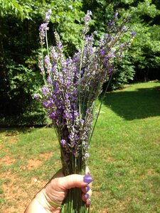 Summer flowers aroma