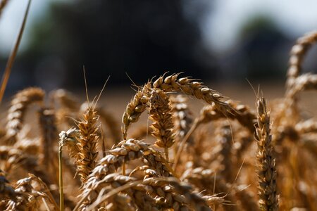 Rye grain agriculture photo