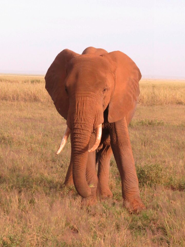 Wildlife nature african