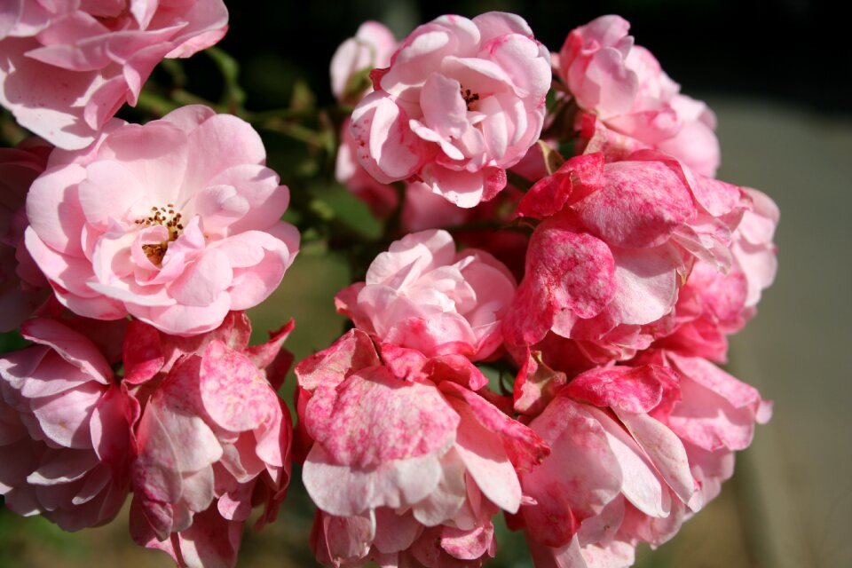 Bush small flowers pink photo