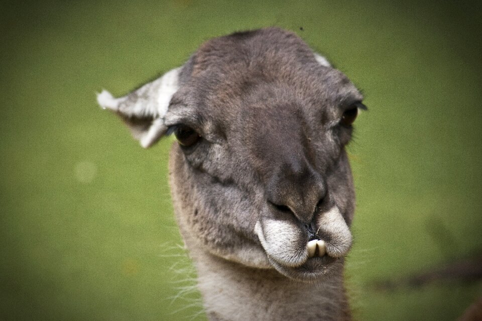 Cute nature animal life
