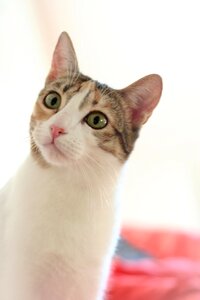 Domestic cat animal cat face photo