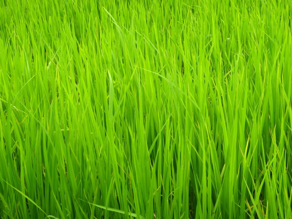 Landscape natural fresh