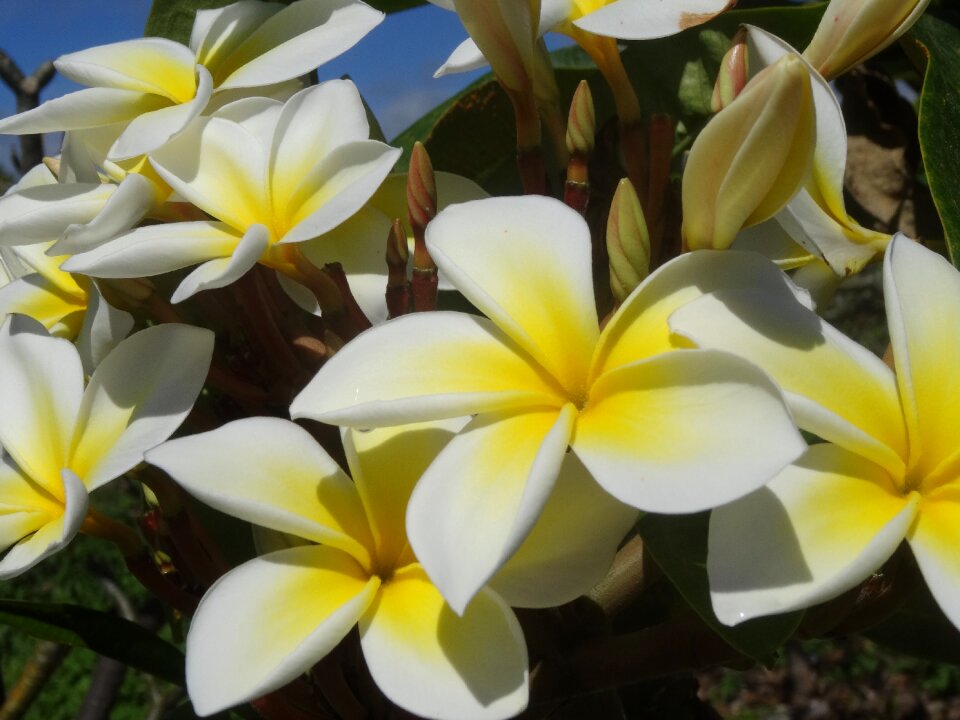 Fragrance beauty flower