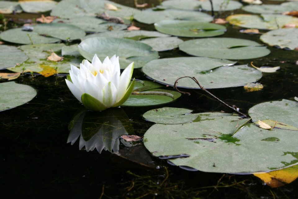 Water lily white pond