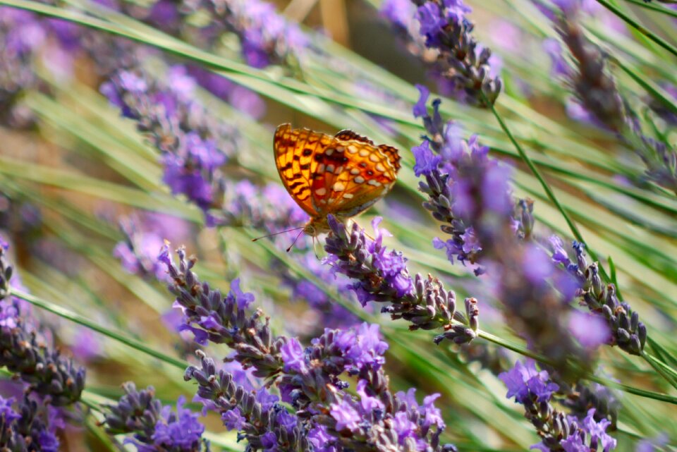 Nature insect orange