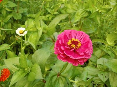 Zinnia elegans zinnia pink flower