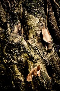 Trunk leaf dry leaves