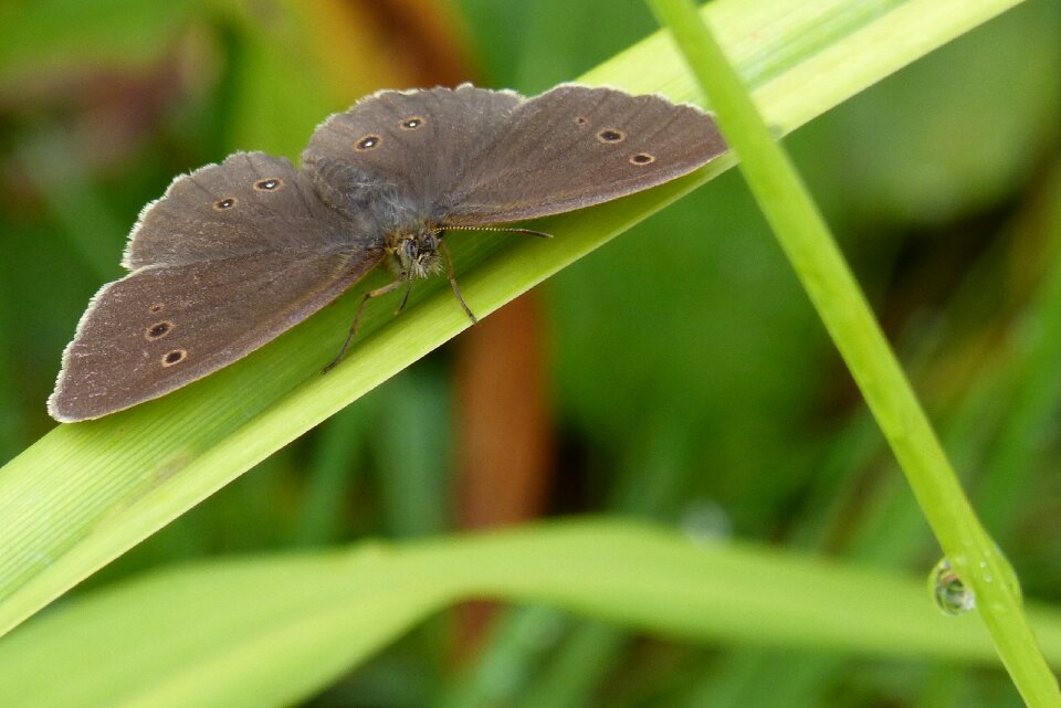 Chimney sweep satyrinae aphantopus hyperantus