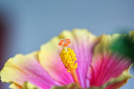 Bloom macro plant