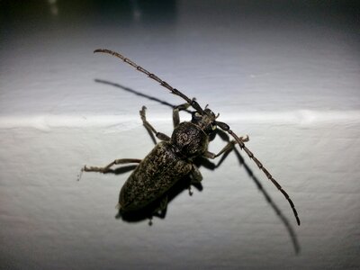 Beetles insect macro photo