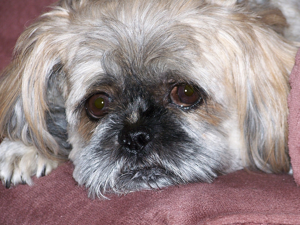 Pet domestic adorable