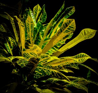 Plant beauty green