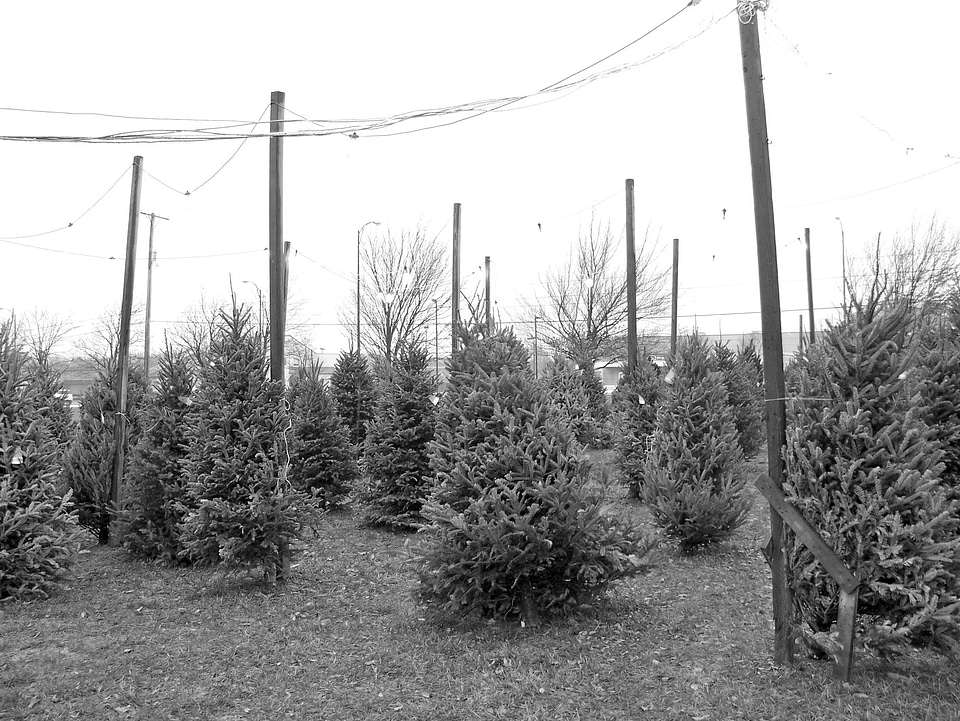 Xmas holiday decoration