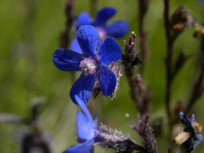 Blue petals lilac