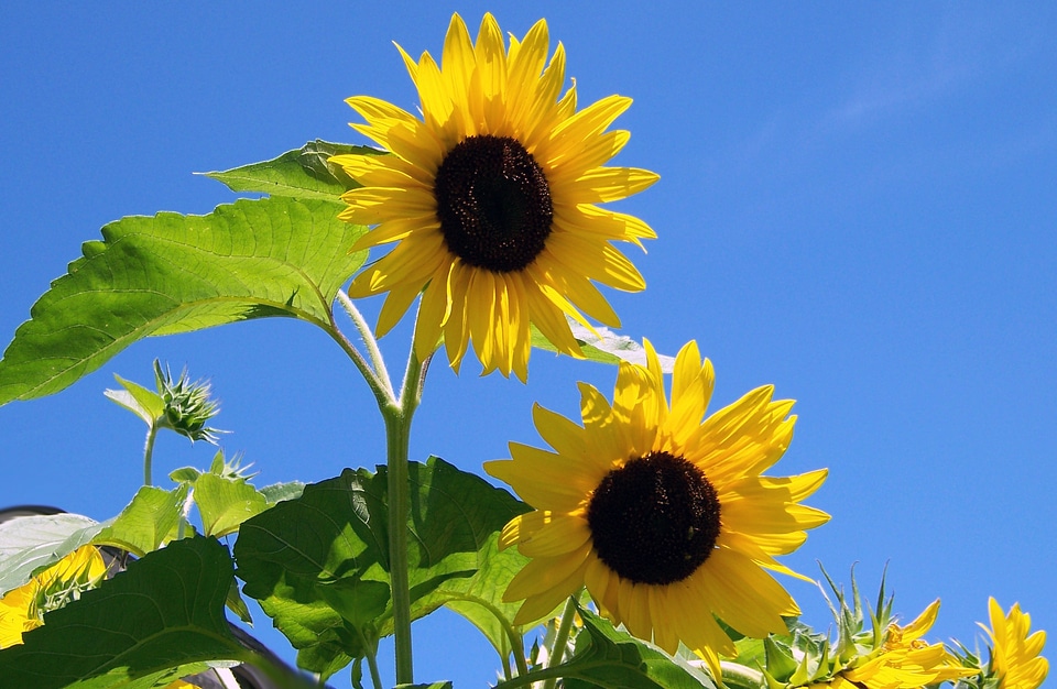 Sun summer blue