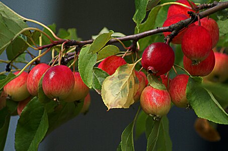 Branch with apples fruiting tree fruitful apple tree photo
