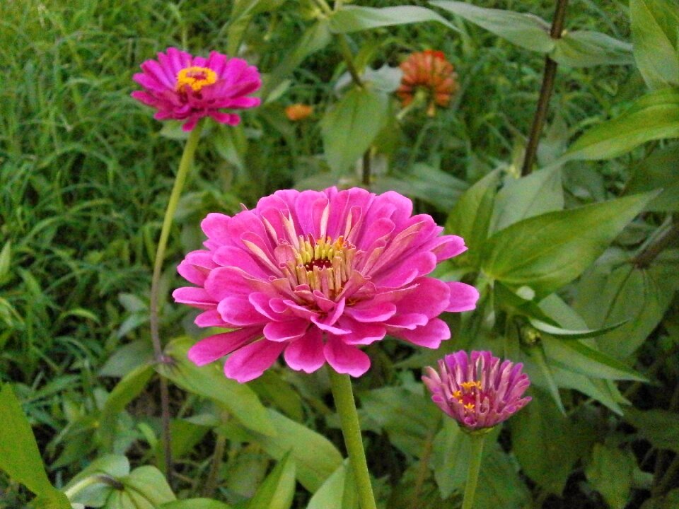 Zinnia elegans zinnia pink flower