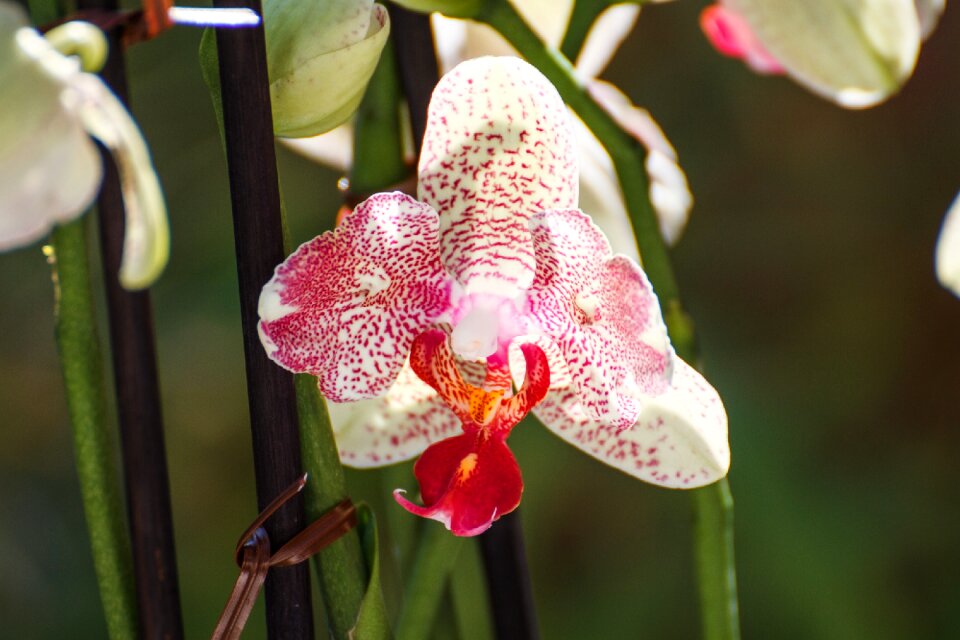 Bloom beautiful color