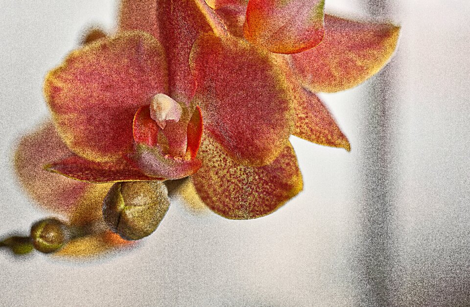 Flower room oriental flower plant