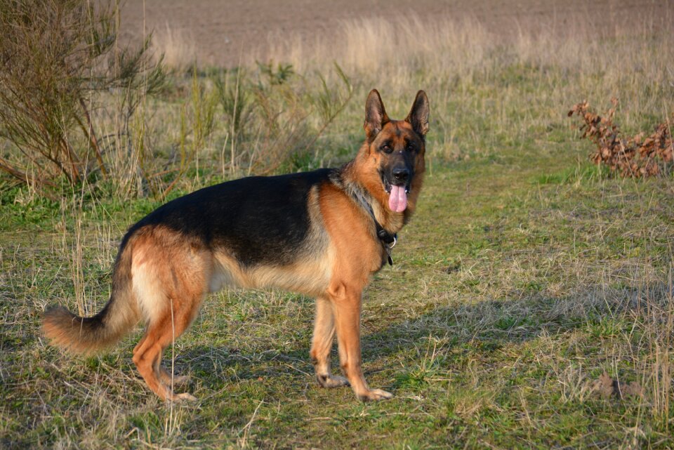 German shepherd almind denmark