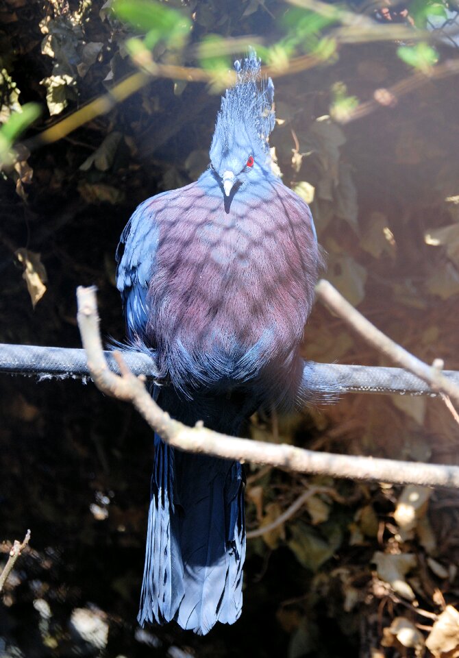Pigeon blue exotic