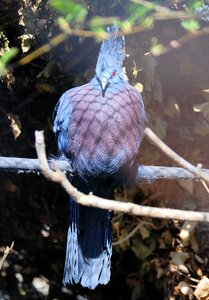 Pigeon blue exotic photo