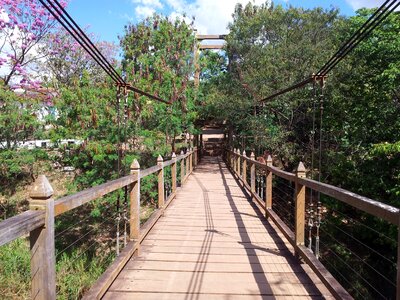 Bridge in pirenópolis path trees
