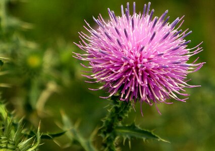 Plant vegetation flowering