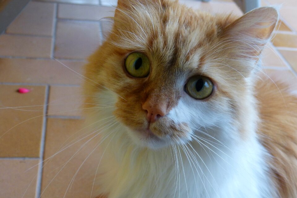Cute cat's eyes domestic cat
