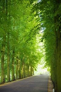 Green landscape lane photo