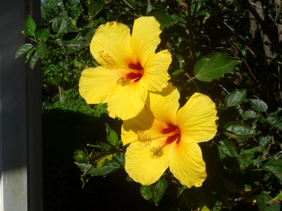 Marshmallow yellow hawaii